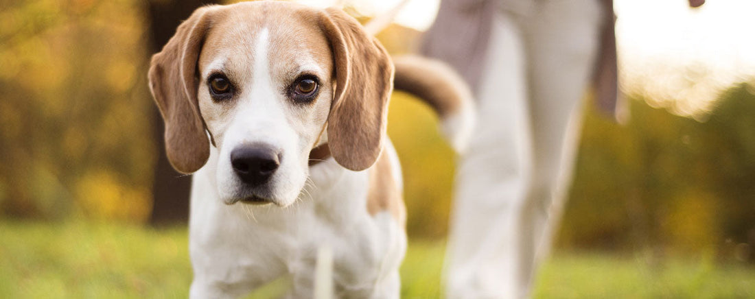 5 Ways to Socialize an Older Dog