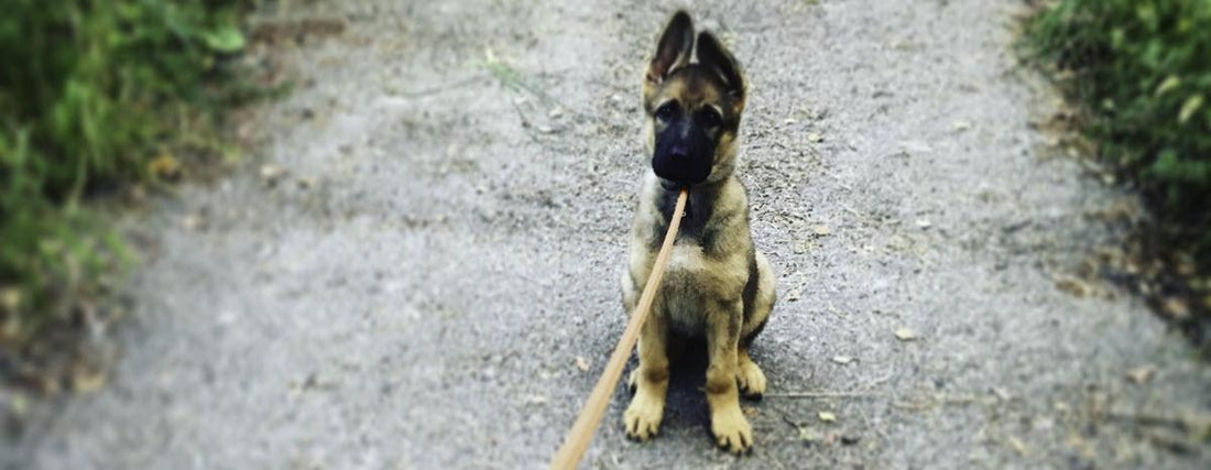 Best Dog Training Collars: 4 Must Have Features