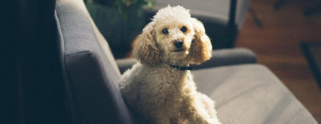 Travel Hound or Dog Sitter Buddy? Know Before You Go