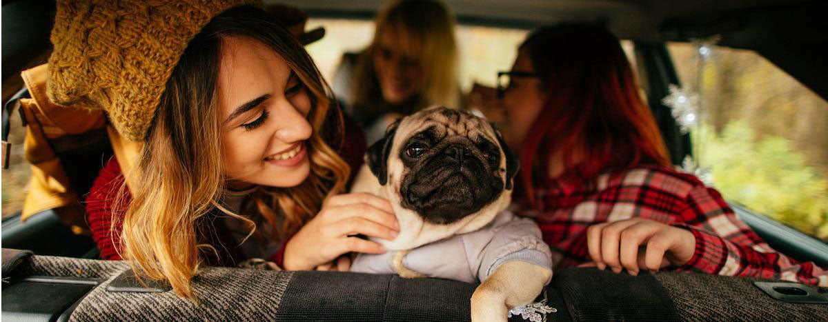 Tips for Dog-Friendly Holiday Travel