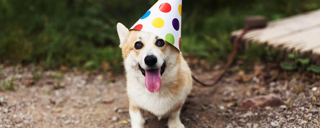 The Ultimate Dog Party Checklist