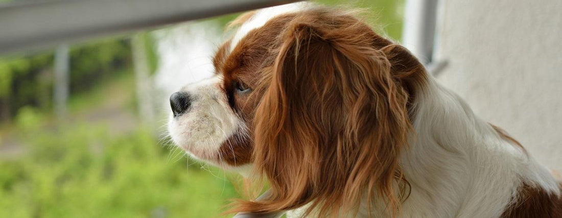 Understanding Dog Eye Discharge