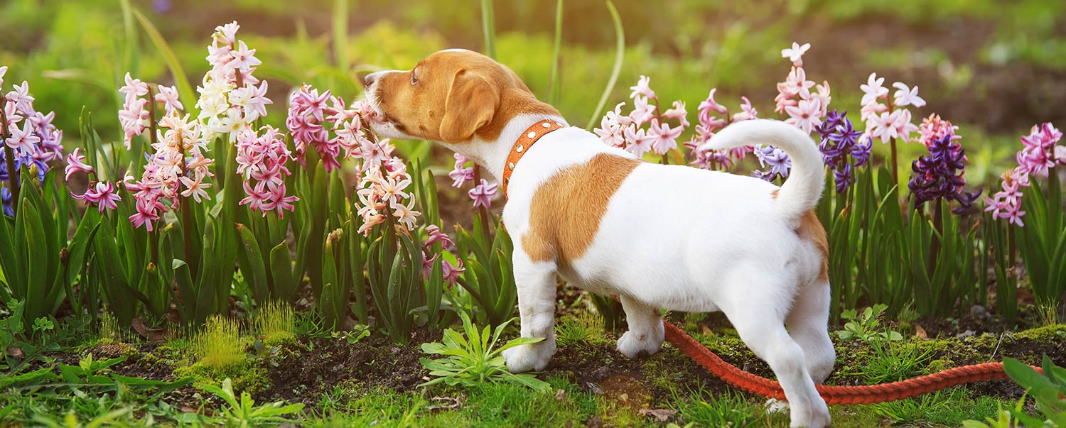 Understanding your Dogs' Senses