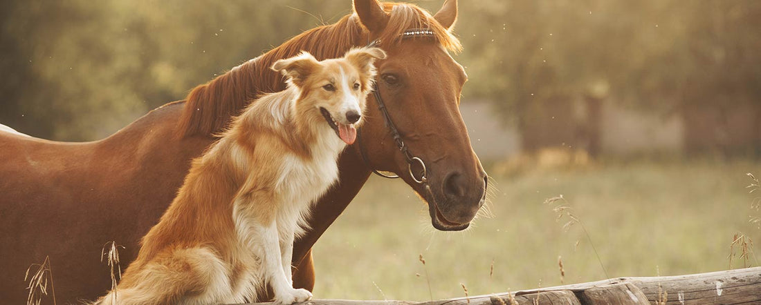 Unlikely Friendships: When Dogs Make Peculiar Friends