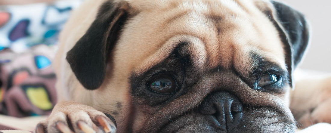 Can Dogs Get Coronavirus?