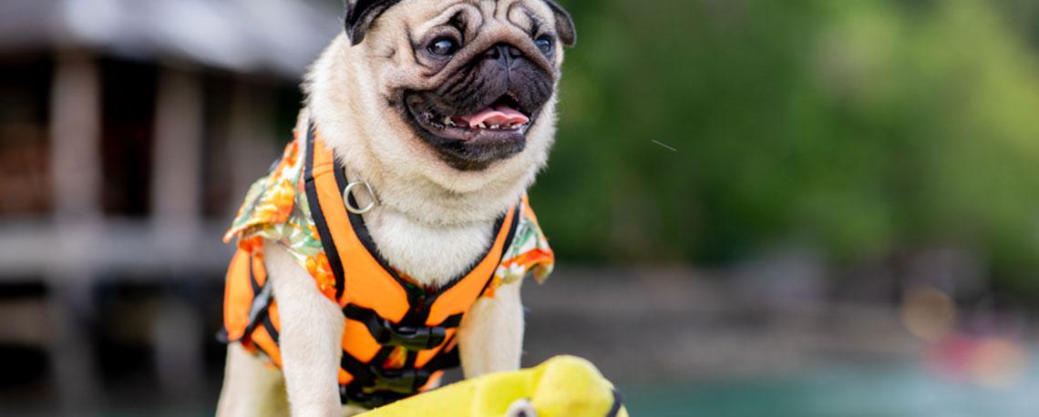 Water Safety Tips for Dogs