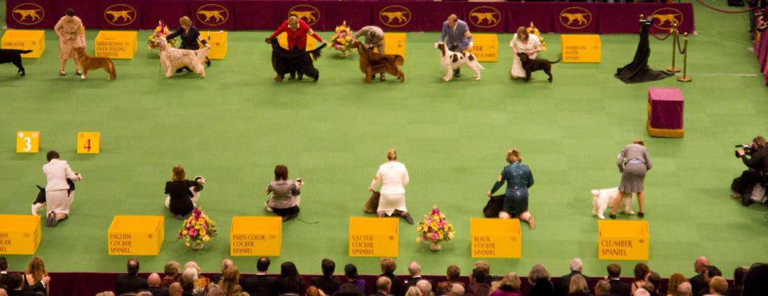 Canine Confidential: The Westminster Dog Show