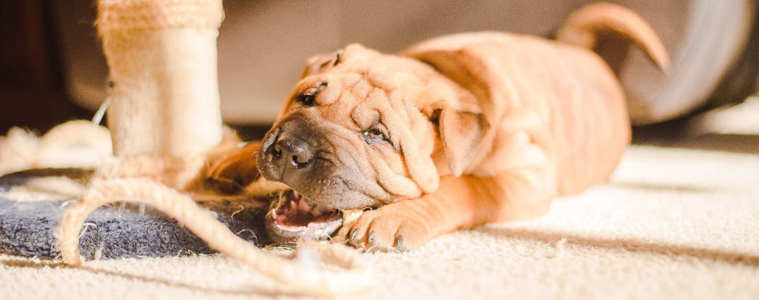 Believe It Or Not: Crazy Things Dogs Have Eaten