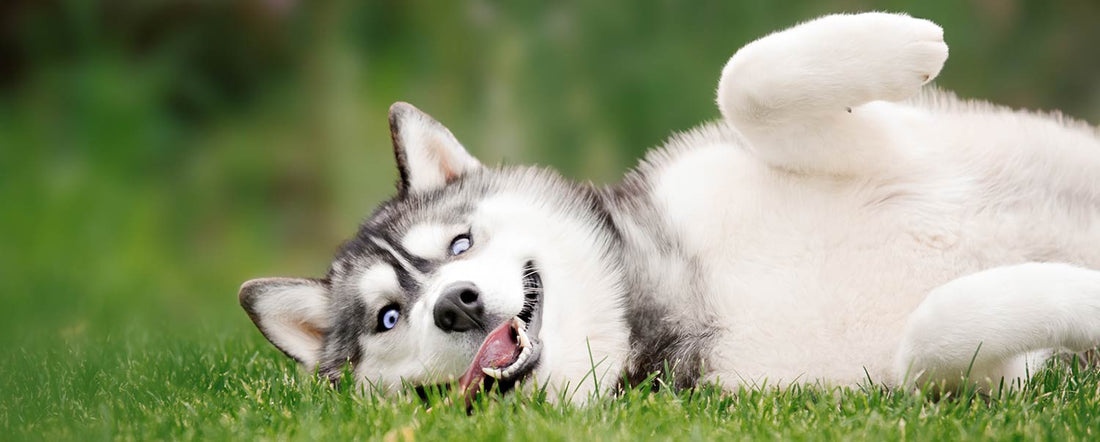 What to Do if Your Pup Rolls Around in Stinky Stuff