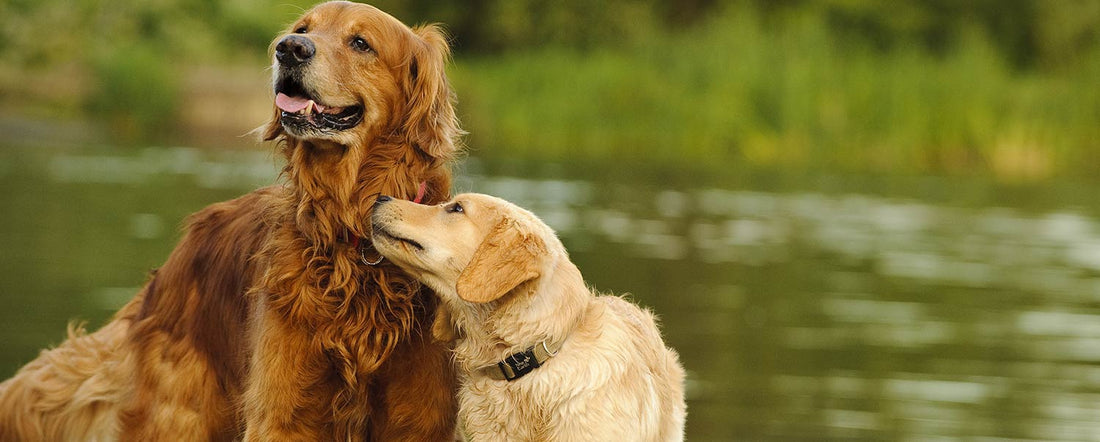 How Can You Tell A Dog's Age?