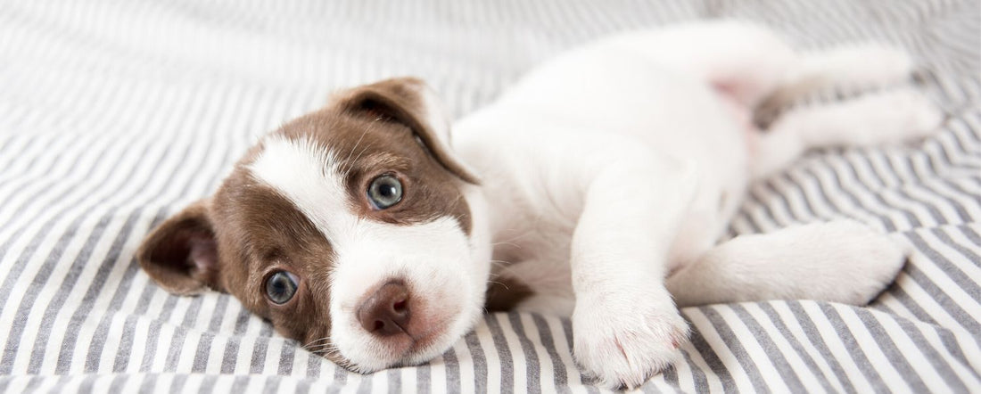 When Do Puppies Lose Their Baby Teeth?