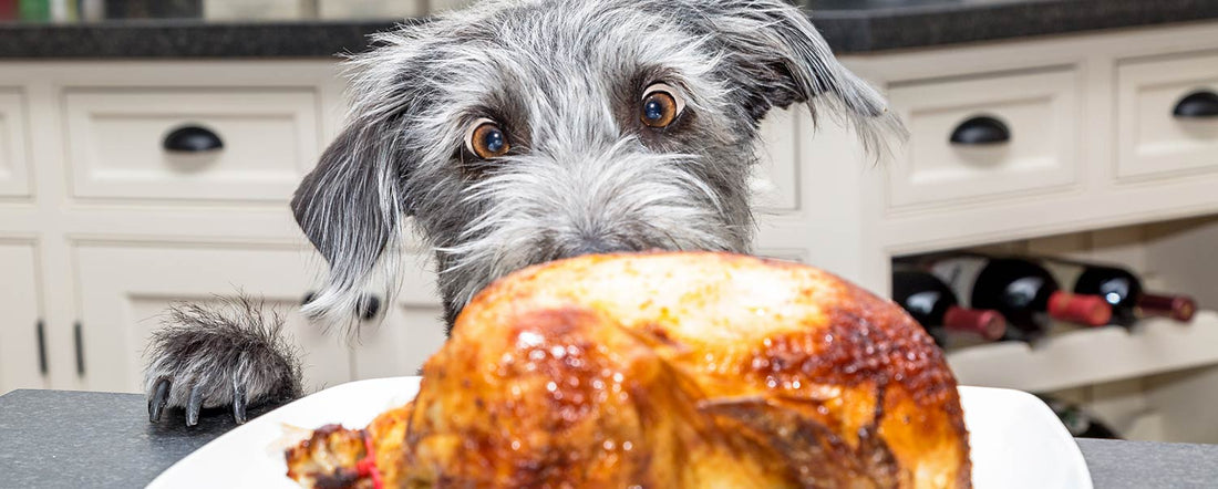 Which Thanksgiving Foods are Dog Friendly?