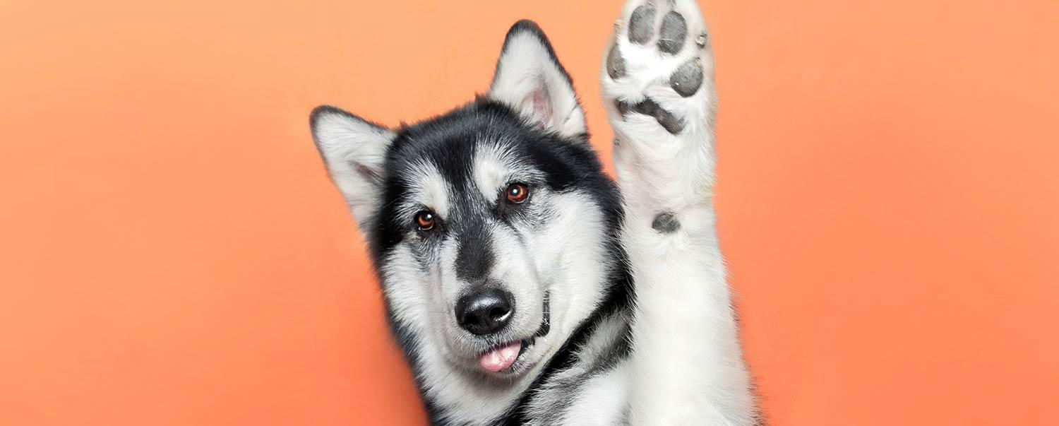 Why Do Dogs Lick Their Paws?