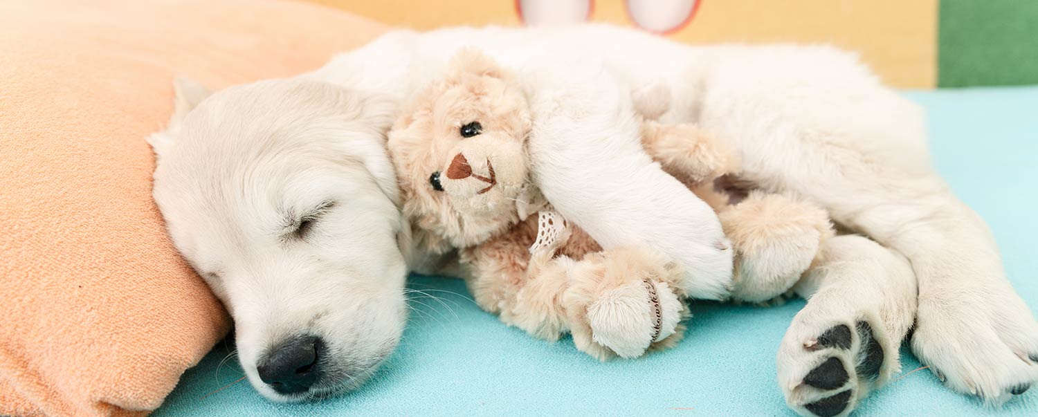 Why Does My Dog Cry in His Sleep? Link