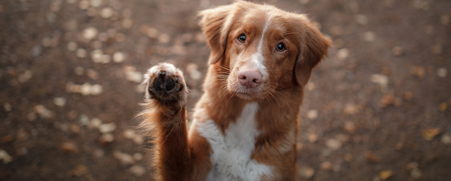Why Does My Dog Hit Me When I Pet Him?