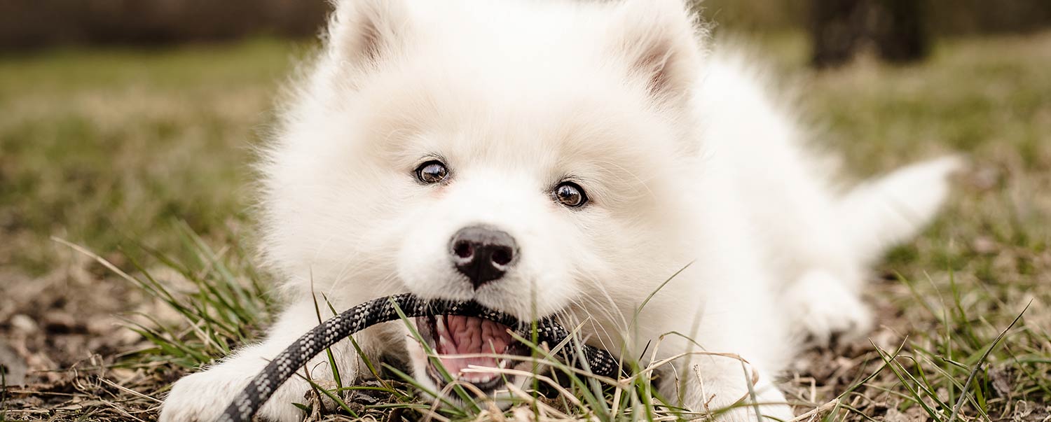 Why Does My Dog Poop So Much?