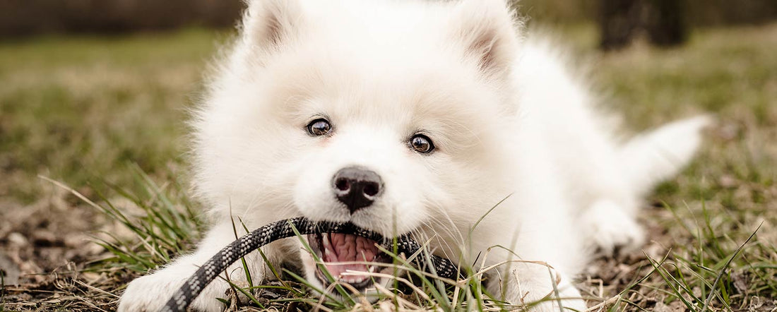 Why Does My Dog Poop So Much?