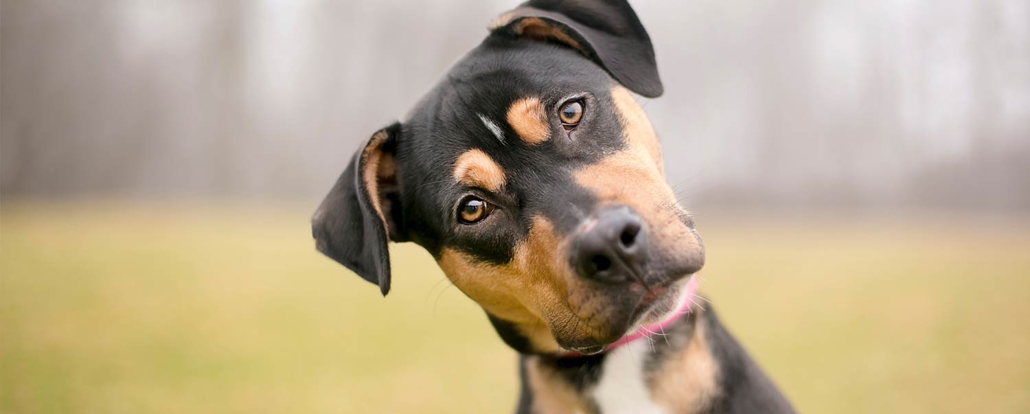 Why Is my Dog Scooting Across the Floor? Link