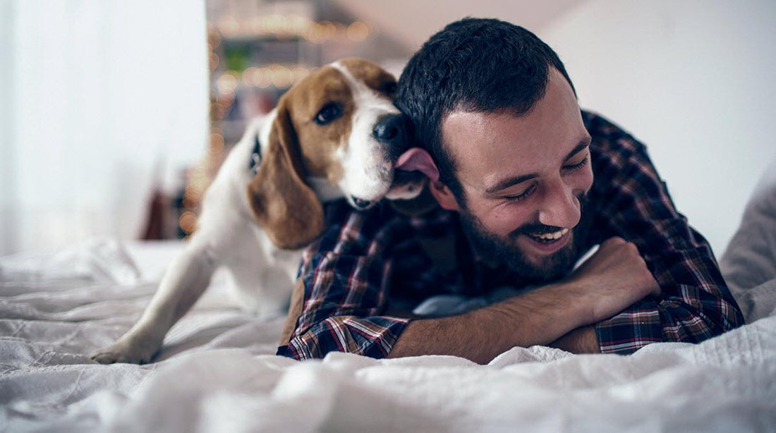 Does Your Pup’s Behavior Match Some Of These Common Reasons Behind Dog Licking?