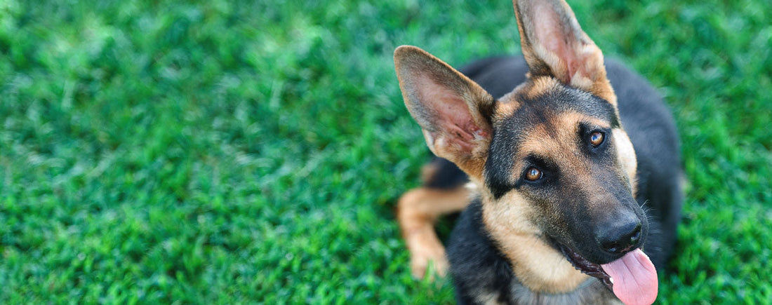 3 Scientific Reasons for the Canine Head-Tilt