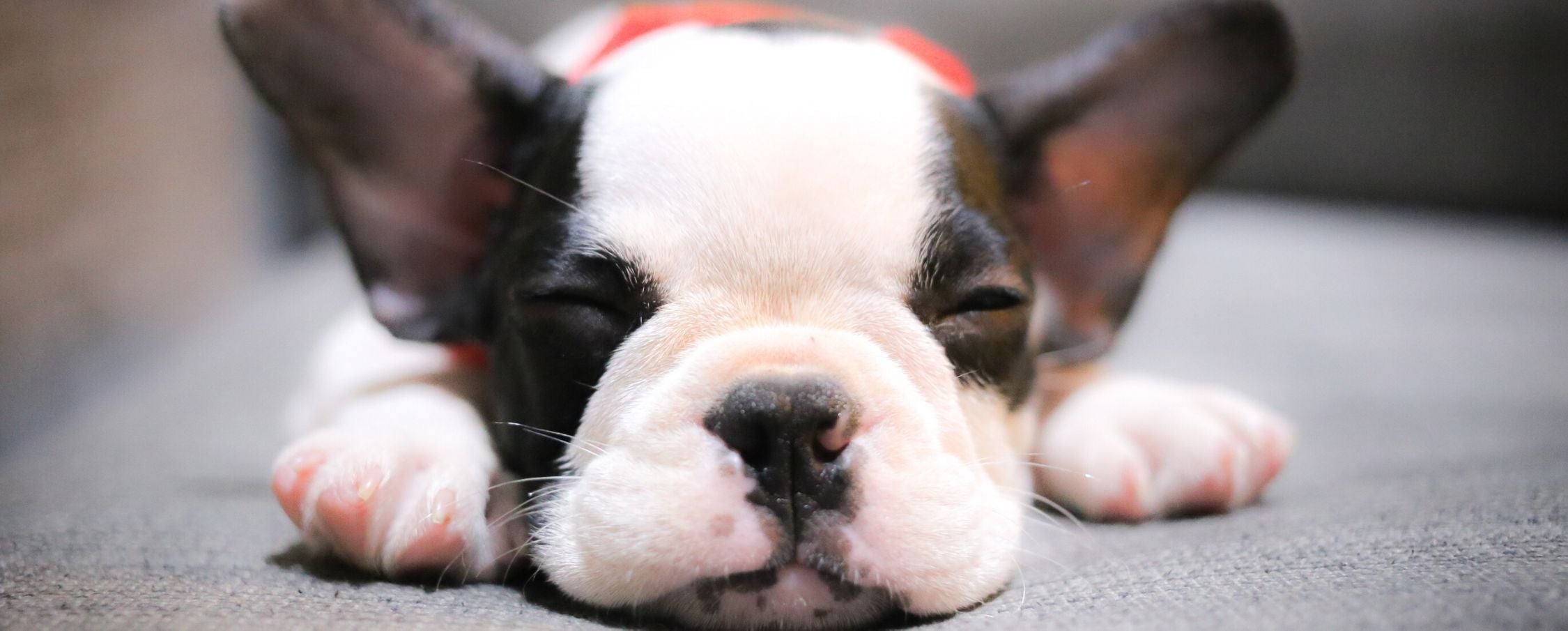 Why is My Dog Sneezing?