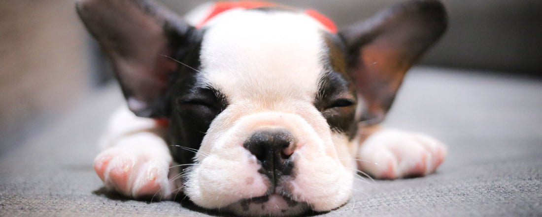 Why is My Dog Sneezing?