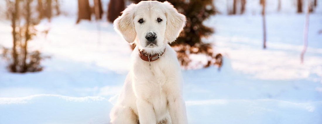 4 Must Have Winter Dog Products