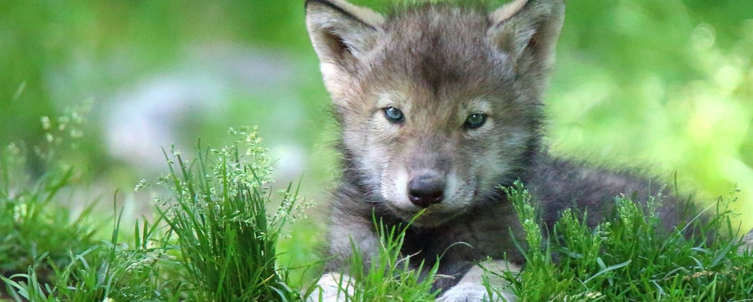 Wolf Puppies Play Fetch Too!