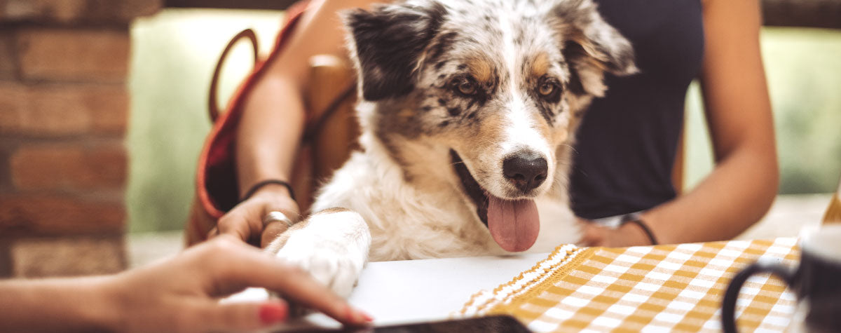 Host a Dog-Friendly Yappy Hour
