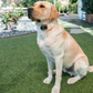 The LinkVet Connected Pet Platform
