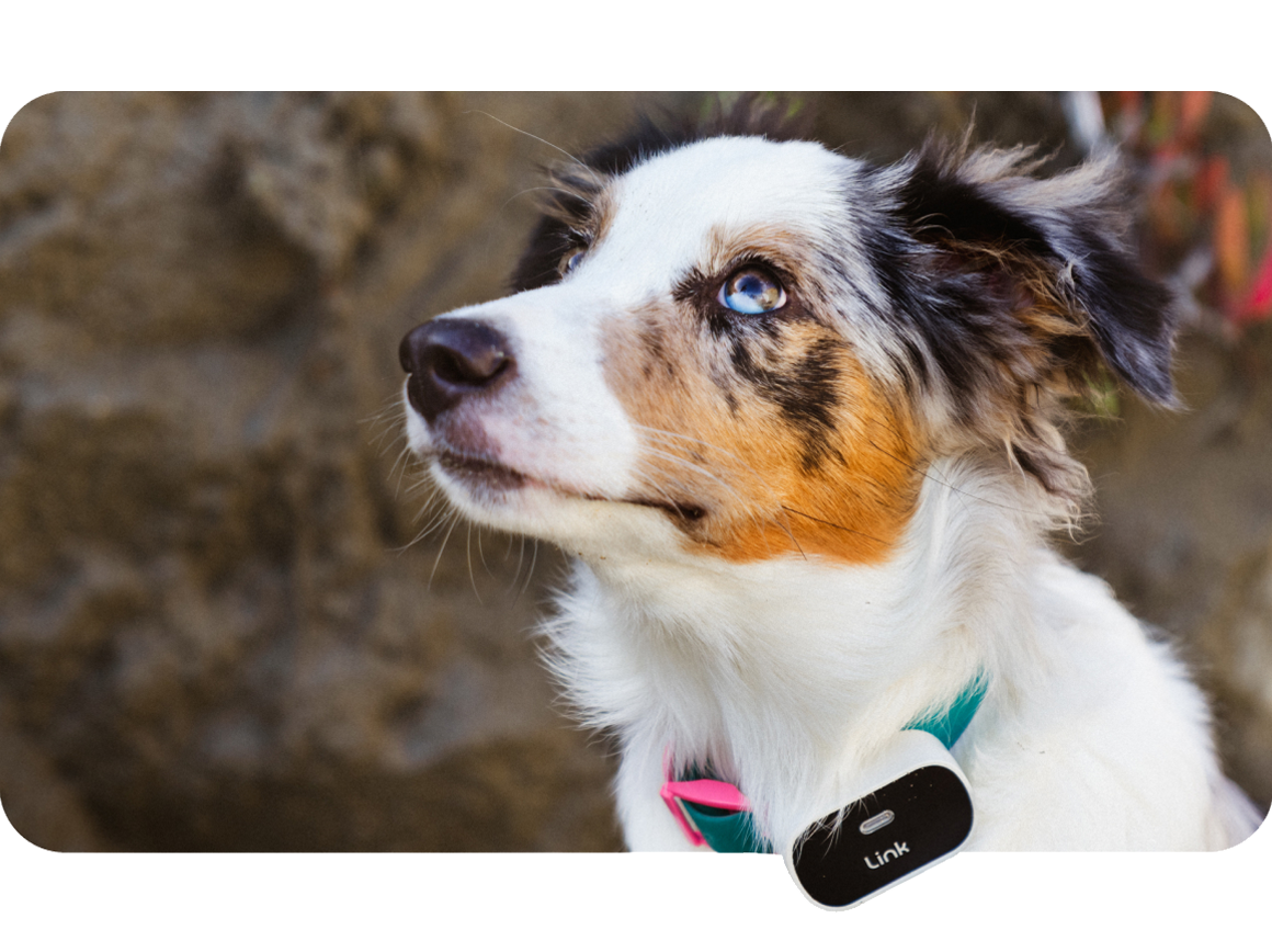 How Our Pet GPS Tracker Works Circuit Diagram