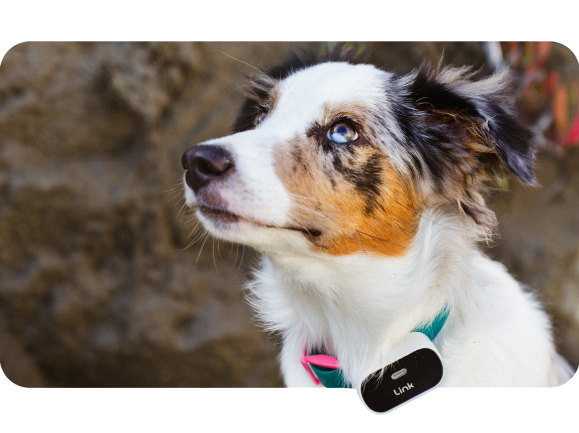 CHANEL  Fi Smart Dog Collar